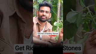 Pathri ko todna hai toh yeh patta khao🍃