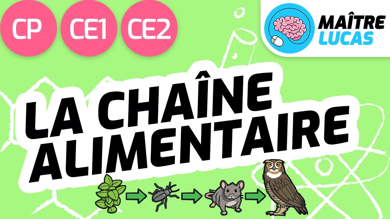 Chaine Alimentaire Questionner Le Monde Cp Ce1 Cycle 2 Le Monde Du Vivant Youtube