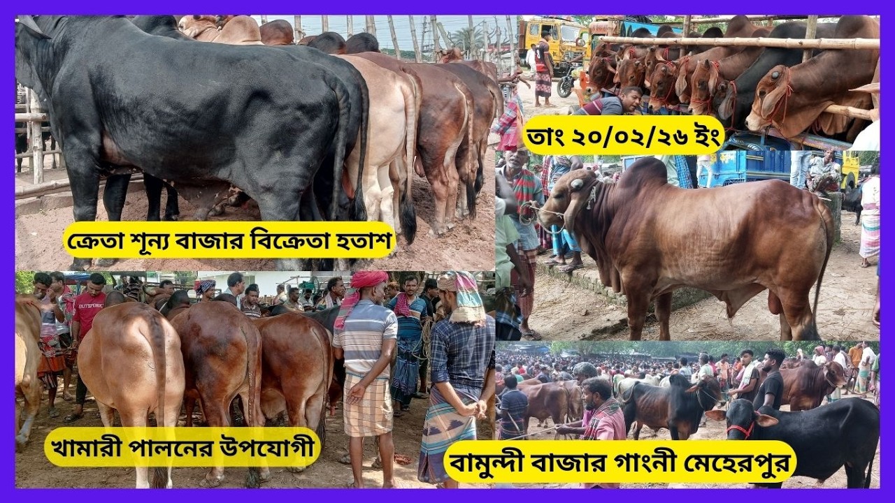 ক্রেতা শূন্য রমজানের প্রথম হাট বিক্রেতা হতাশ রূপসী গরুর সমাহারবামুন্দী বাজার গাংনী মেহের পুর ২০২৬ইং