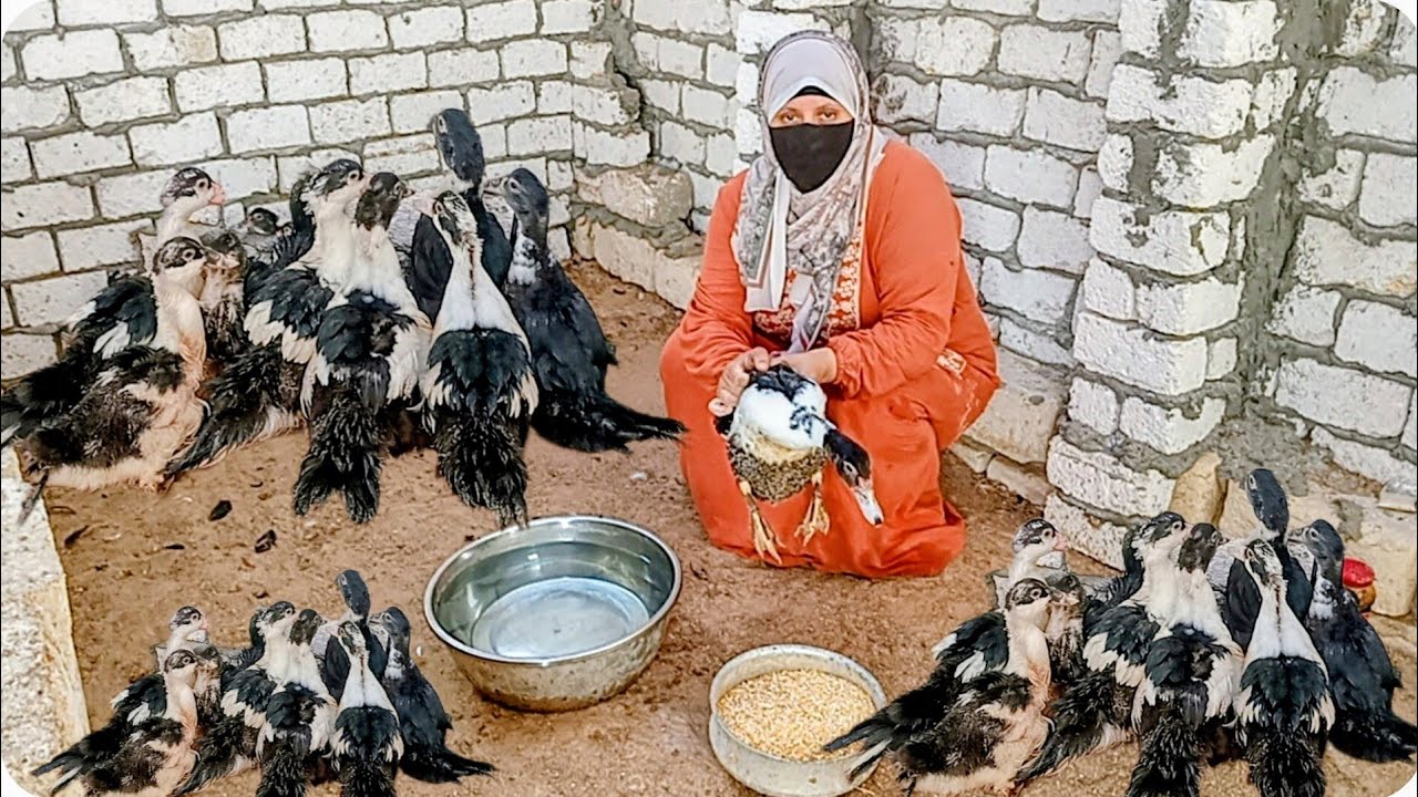 هعمل لك خلطه للبط البلدي هتخليه يوصل معاكوا لاعلى اوزان👌 وعلاج الافتراس عند البط وشد الريش