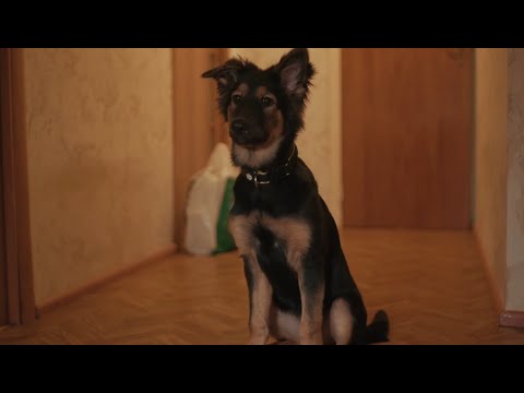 Video: Dobermana Suņu šķirnes Izcelsmes Vēsture