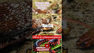 El caracol más peligroso del océano (Cono asesino)