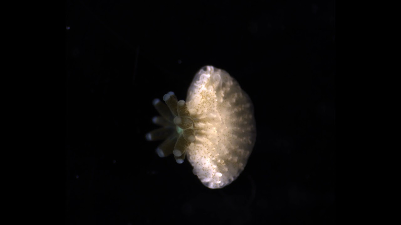 Stylophora pistillata planula