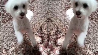 little quick cuteness - Moments from the life of a cute Maltese dog