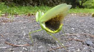 威嚇するオオカマキリTenodera aridifolia