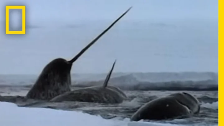 The Narwhal's Mysterious Tusk | National Geographic - DayDayNews