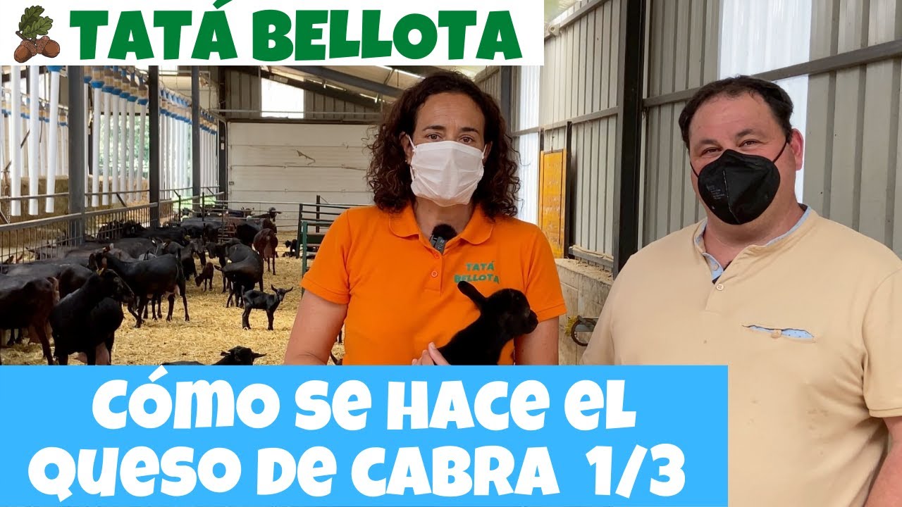 33. Cómo se hace el queso de leche de cabra en la quesería Picurriellu (Asturias) Episiodio 1
