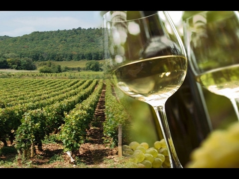 Video: Was Ist Valpolicella? Erkundung Einer Der Berühmtesten Weinregionen Italiens
