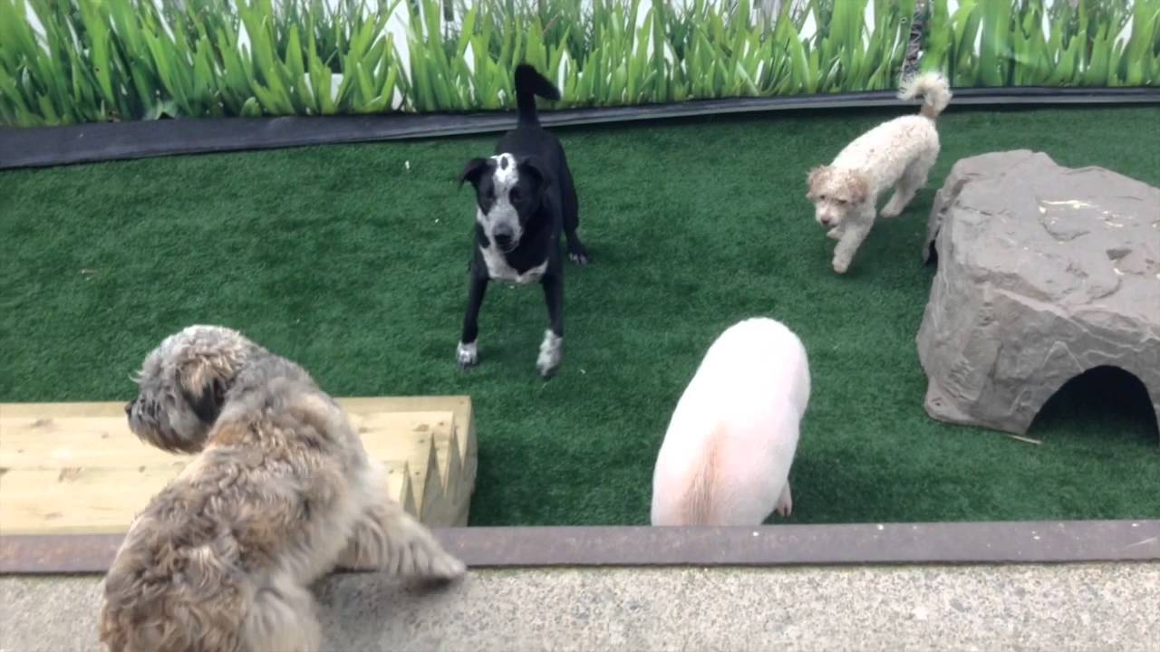 April 2nd Adventure Den Dog Daycare Vancouver YouTube