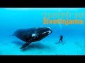 Susreti sa životinjama - Morski svet