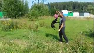 Booths Brana Паттердейл Терьер