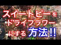 【ライブ】スイートピーはドライフラワーにできる‼︎シリカゲルを使ってやってみた！＠吉祥寺の花屋「花心」