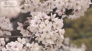 全国一番乗り　福岡でサクラ満開　平年より2日早く(16/03/30)