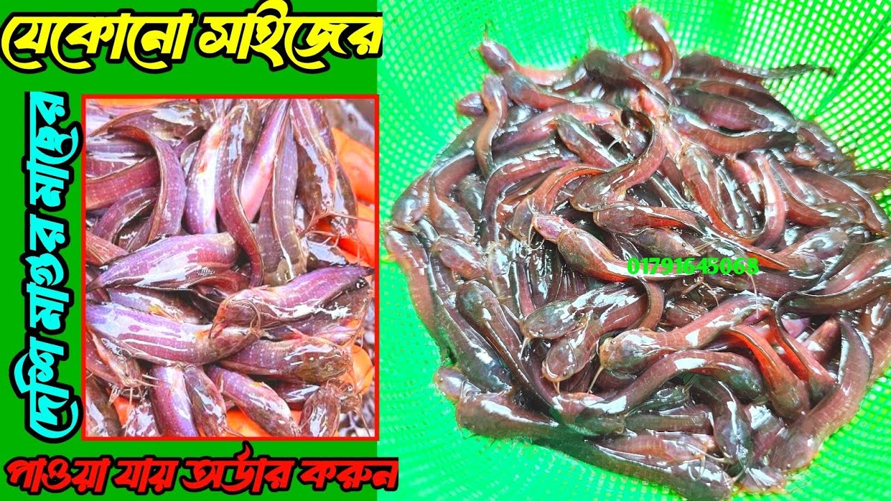 পিছ হিসেবে বিক্রি করে হচ্ছে। দেশি অরিজিনাল মাগুর মাছের পোনা। আমাদের কাছে যে কোনো সাইজের পাওয়া যায়।