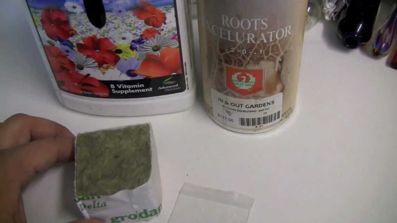 How to grow Marijuana Seeds