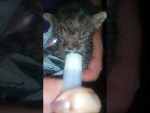 Как выкормить котят коровьем молоком