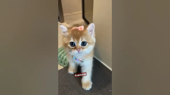 Watch the video about #shorts #cat 🐾#cute😻 #cool😎 #catsofinstagram🐈 #catlover💕 #catlove #meows_luv #meow #funny 😹