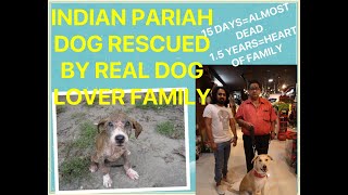 JOURNEY OF A RESCUED INDIAN PARIAH DOG (STREET DOG) by The Dogfather India 2,289 views 4 years ago 5 minutes, 8 seconds