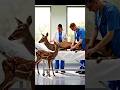 rescue a dear by ambulance dear helping #viral #rescue #animals #wildlife
