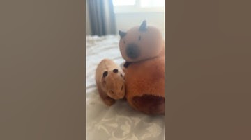 A perfect loop #capybara #memes #funny