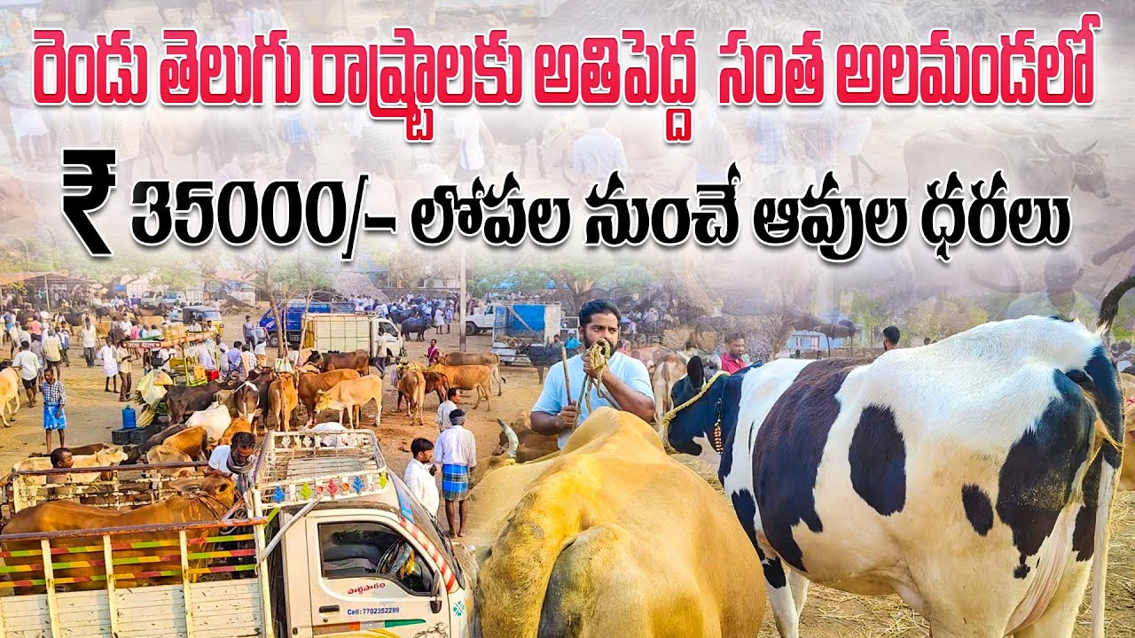 అలమండ అతిపెద్ద ఆవుల సంత/ alamanda biggest cows market/alamanda cattle market