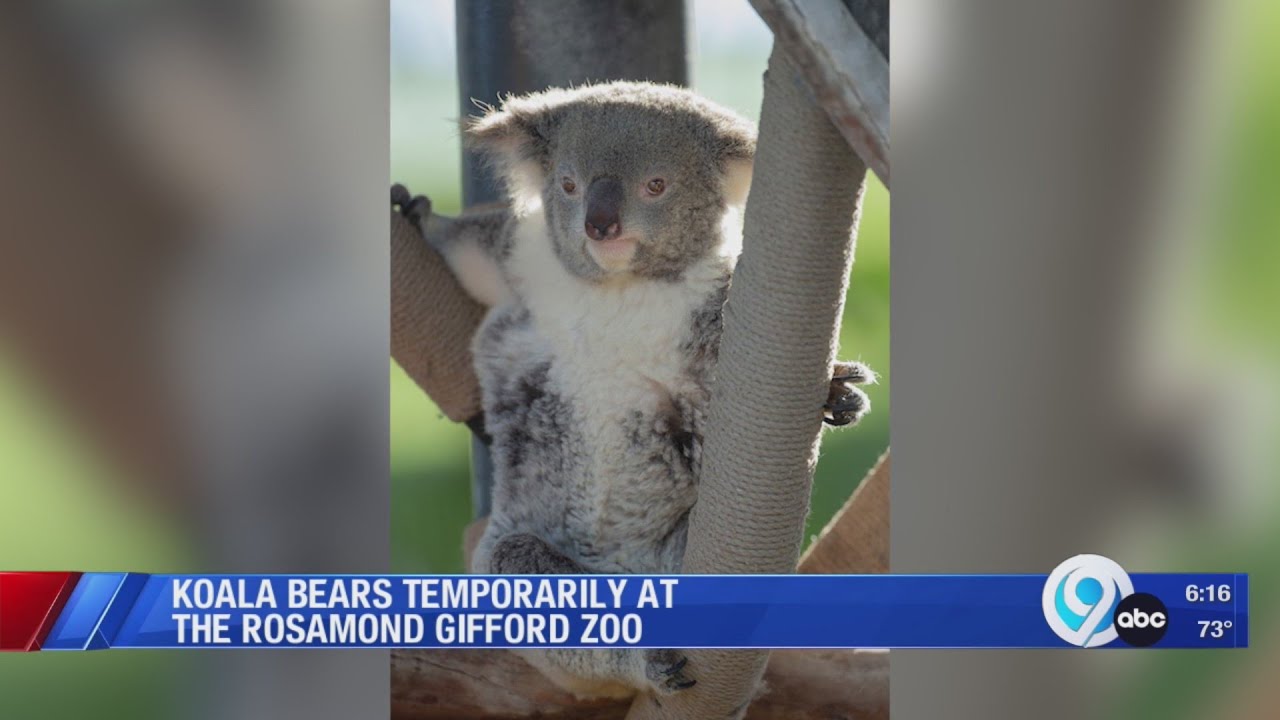 Koala bears temporarily at the Rosamond Gifford Zoo - YouTube