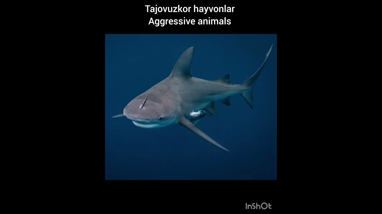 Eng tajovuzkor hayvonlar Top-9 