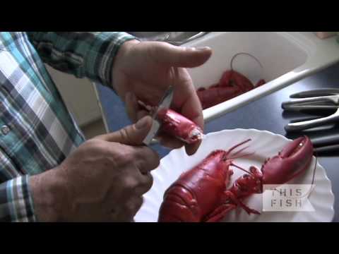 How to shell a lobster with fisherman Hubert Saulnier
