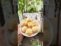 Best hydration fruit for this summer #food #fruit #viral #iceapple #summer #healthy