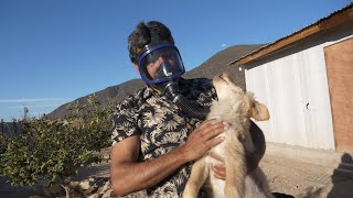 La historia del rescatista de perros de La Rinconada de Coquimbo | Fundación Munay