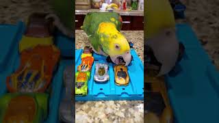 Cutest Birds Smart Amazon Parrots Hotwheels Loros Divertidos Chistosos