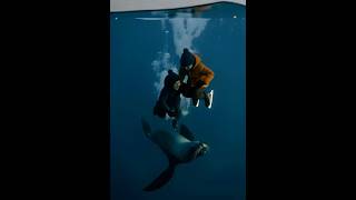Kid Falls Through Ice, Rescued by a Seal !#Rescue #animalrescue   #Wildlife  #Nature #Shorts #Viral