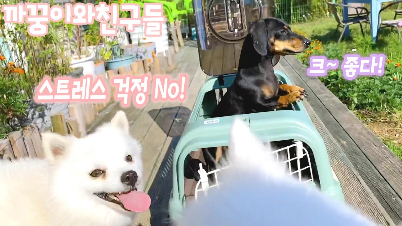 강아지 켄넬 이걸로 가즈아! 스트레스 걱정 No! 릿첼이동장 / Richell Kennels & Carriers YouTube