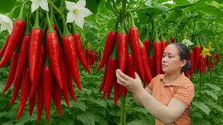 Harvesting 1000  Red Chili Peppers and Selling Them at the Market, Taking Care of Livestock 162