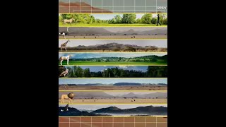 How far can animals see? #animal #vision #insights