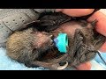 Baby flying-fox in care:  this is Caltrops on day 5