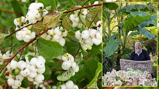 SYMPHORIANA, A MULTI-PURPOSE SHRUB, AND A SYMPHONY OF AUTUMN BERRIES. Le Quotidien du Jardin No. 434 screenshot 5