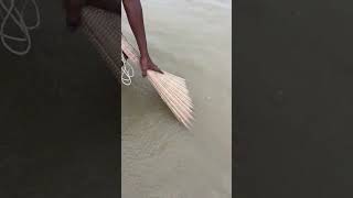 Village Boy Catching Fish With Cast Net From Padma River#fishing #netfishing #villagelife