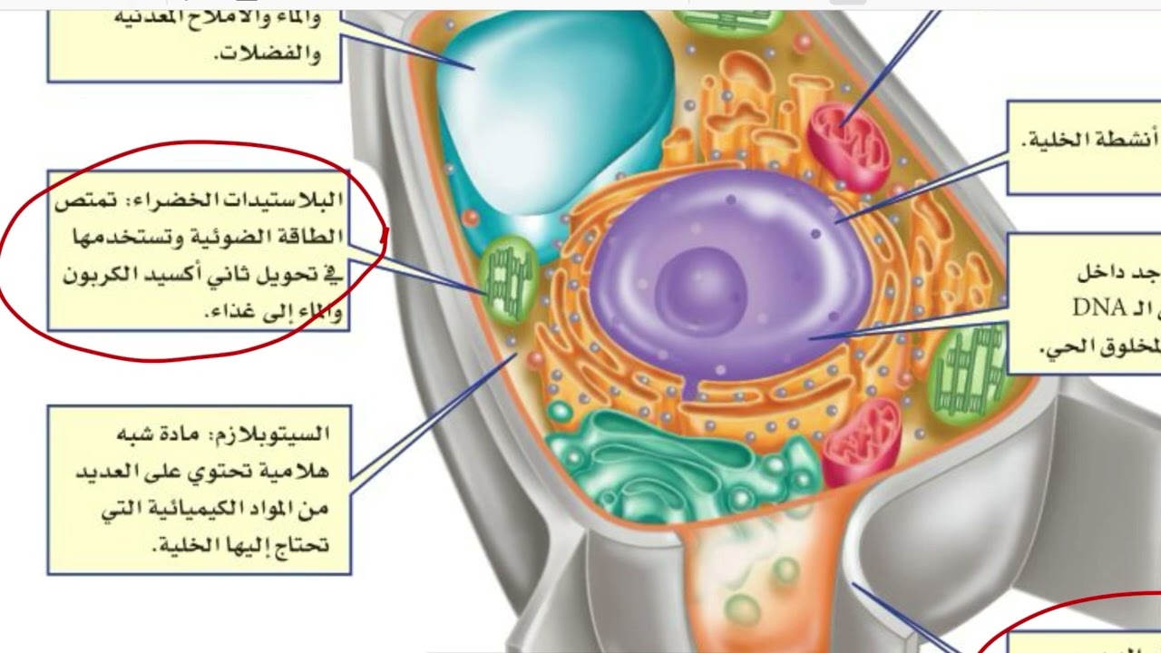 عالم الخلايا علوم أول متوسط الفصل الدراسي الثالث الجزء الثاني