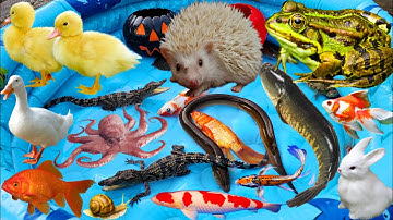 Vịt Vàng Cá Chép, Tìm Các Con Vật Dễ Thương, Cá Sấu Tinh Nghịch, Con Lươn, Con Cua, Gà Con, Cá Koi