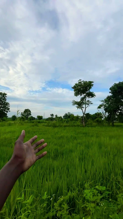 #love #farming #nature #motivation #kisan #4kstatus #cg_kisan #viru_bhai_cg_status #chattisga