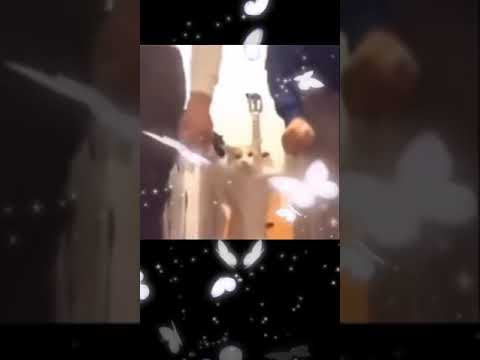 رياكشن قطه ترقص مع رجالين