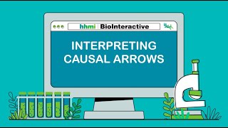 Interpreting Causal Arrows