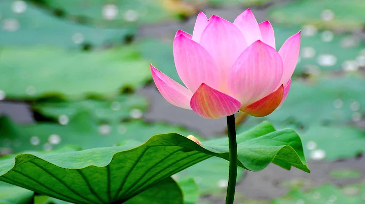 Buddhist Chant - Praise of the Lotus Pond (HD) - DayDayNews