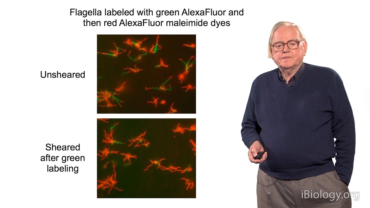Howard Berg (Harvard) Part 2: Marvels of Bacterial Behavior - Molecular Machinery