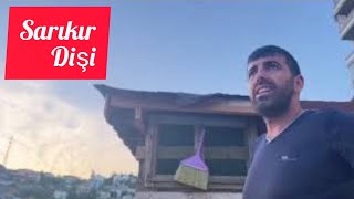 İzmit Sarıkırı Uçumu. Topçular Mahallesi Rakipsiz Sarıkır Serisi Dişi Yavru..