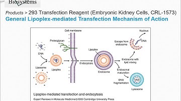 293 In Vitro Transfection Reagent