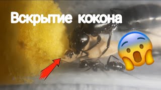 Вскрытие кокона camponotus vagus