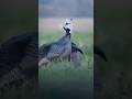 "Успешная охота на зелёном поле — точный выстрел по индейке" #turkey #shortvideo #