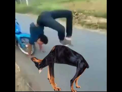 Meme Asu Kayang Vs Orang Kayang Youtube
